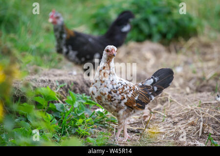 Junges Huhn der Rasse Stoapiperl/Steinhendl, einer vom Aussterben bedrohten Rasse Huhn aus Österreich Stockfoto