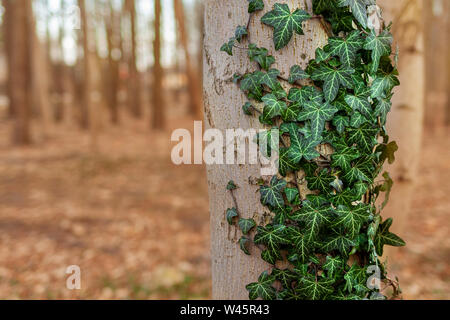 Baum mit einem Efeu. Die Feder und den Wald. Pflanzen immer Grün. Feder Licht. Kletterpflanze. Die flora von Europa. Polen Masowien. Blatt Bau. Stockfoto