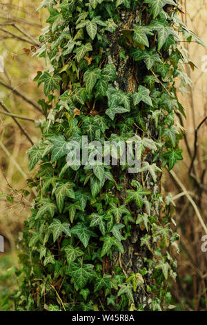 Efeu auf der Birke. Grüne Farbe. Frühling im Garten. Pflanzen immer Grün. Feder Licht. Kletterpflanze. Die flora von Europa. Polen Masowien. L Stockfoto