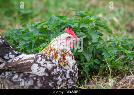 Free Range Huhn (Stoapiperl/Steinhendl, einer vom Aussterben bedrohten Rasse Huhn aus Österreich) Stockfoto
