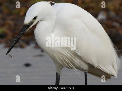 Ein Seidenreiher (Egretta garzetta) hält in seinem Schnabel ein kleiner Fisch es gerade gefangen hat. Roggen Hafen Naturschutzgebiet, Roggen, Hafen, Sussex, UK. Stockfoto