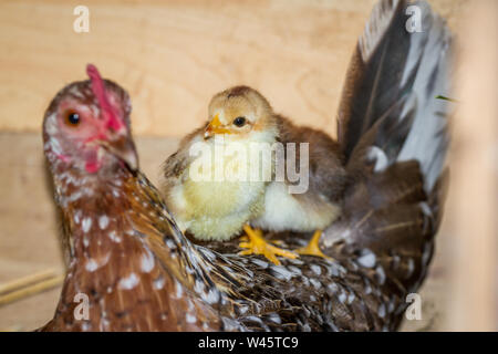 Henne und Ihr flügge der Rasse Stoapiperl/Steinhendl, einer vom Aussterben bedrohten Rasse Huhn aus Österreich Stockfoto