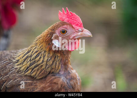 Free Range Huhn (Stoapiperl/Steinhendl, einer vom Aussterben bedrohten Rasse Huhn aus Österreich) Stockfoto