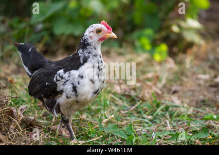 Junges Huhn der Rasse Stoapiperl/Steinhendl, einer vom Aussterben bedrohten Rasse Huhn aus Österreich Stockfoto