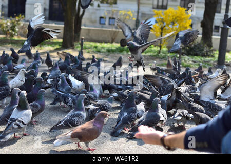 Tauben fliegen im Park - Fotograf auf der Suche nach dem richtigen Schuss Winkel Stockfoto