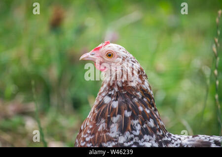 Free Range Huhn (Stoapiperl/Steinhendl, einer vom Aussterben bedrohten Rasse Huhn aus Österreich) Stockfoto