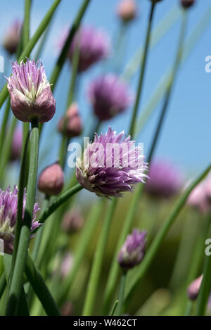 Blühende Schnittlauch (Allium schoenoprasum). Eine essbare Arten der Gattung Allium, eng mit Knoblauch, Schalotten, Porree/Lauch, Schalotten und Chinesische Zwiebel ähnliche Stockfoto