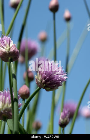 Blühende Schnittlauch (Allium schoenoprasum). Eine essbare Arten der Gattung Allium, eng mit Knoblauch, Schalotten, Porree/Lauch, Schalotten und Chinesische Zwiebel ähnliche Stockfoto