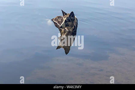 Berlin, Deutschland. 20. Juli 2019. Schäferhund Husky Mix Dame Ivi genießt ein erfrischendes Bad in der Spree. Credit: Paul Zinken/dpa/Alamy leben Nachrichten Stockfoto