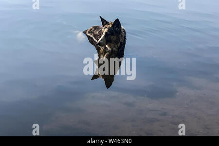 Berlin, Deutschland. 20. Juli 2019. Schäferhund Husky Mix Dame Ivi genießt ein erfrischendes Bad in der Spree. Credit: Paul Zinken/dpa/Alamy leben Nachrichten Stockfoto