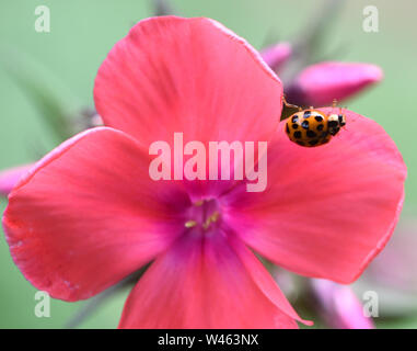 Eine braune Harlekin Marienkäfer (Harmonia axyridis) auf einem rosafarbenen phlox Blume. Lamberhurst, Kent, Großbritannien. Stockfoto