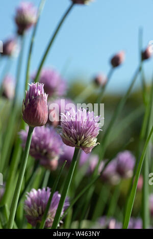 Blühende Schnittlauch (Allium schoenoprasum). Eine essbare Arten der Gattung Allium, eng mit Knoblauch, Schalotten, Porree/Lauch, Schalotten und Chinesische Zwiebel ähnliche Stockfoto