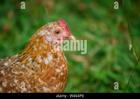 Free Range Huhn (Stoapiperl/Steinhendl, einer vom Aussterben bedrohten Rasse Huhn aus Österreich) Stockfoto