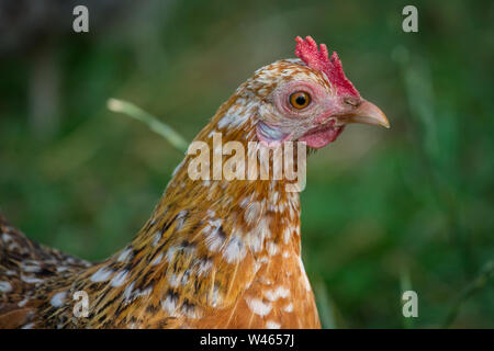 Free Range Huhn (Stoapiperl/Steinhendl, einer vom Aussterben bedrohten Rasse Huhn aus Österreich) Stockfoto