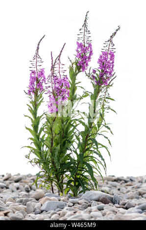 Blumen von Weide-Kraut Ivan-Tee auf isoliertem Hintergrund Stockfoto