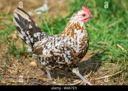 Free Range Huhn (Stoapiperl/Steinhendl, einer vom Aussterben bedrohten Rasse Huhn aus Österreich) Stockfoto