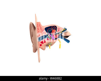 Menschliche ohr Struktur medizinische Erziehungswissenschaft 3d rendrer Abbildung Ohr Anatomie Stockfoto