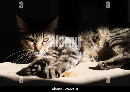 Katze chillen auf einem alten, staubigen vintage Teppich in der Mitte eines Raumes, zwischen einem Lichtstrahl und die shodows der Windows erstellt Stockfoto