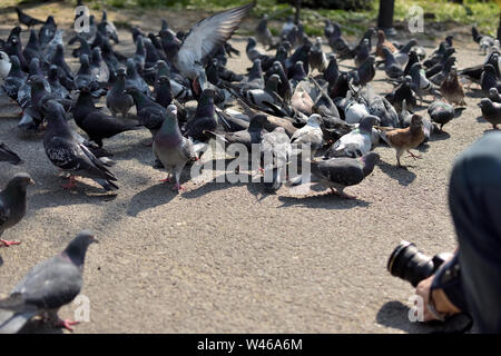 Tauben fliegen im Park - Fotograf auf der Suche nach dem richtigen Schuss Winkel Stockfoto