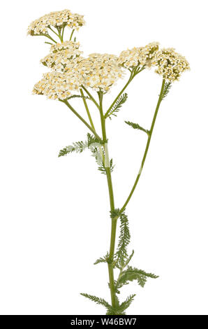 Achillea millefolium Blume auf weißem Hintergrund Stockfoto