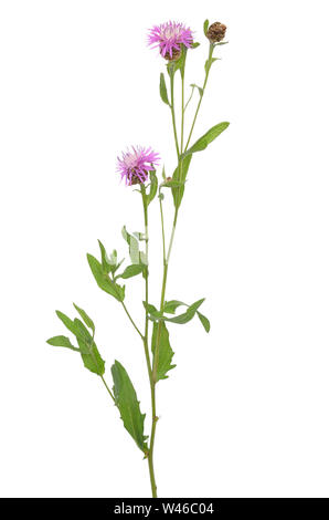 Kornblumen (Centaurea jacea) auf weißem Hintergrund Stockfoto