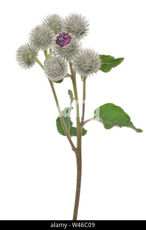 Große Klette (Arctium Lappa) Blüte auf weißem Hintergrund Stockfoto