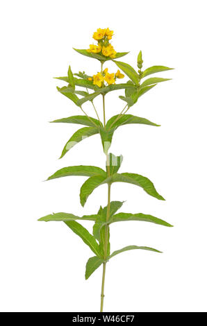 Lysimachia Vulgaris Blume isolierten auf weißen Hintergrund Stockfoto