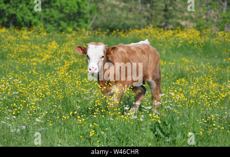 Eine braune Bullenkalb mit kleinen Hörnern auf einer blühenden Wiese mit vielen gelben Butterblumen. Der junge Bulle hat einen fast weißen Kopf. In der Nähe von Zdiar, Belaer t Stockfoto