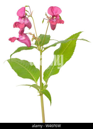Impatiens glandulifera Blume auf weißem Hintergrund Stockfoto