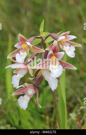 Marsh Helleborine Epipactis palustris Stockfoto