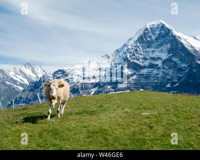 Hausrindervieh, Bos Taurus, Kuh auf einer Weidewiese in den schweizer alpen, Schweiz, Westeuropa Stockfoto