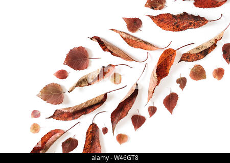 Herbst Komposition. Muster aus getrockneten Blätter auf weißem Hintergrund. Herbst, Herbst, Thanksgiving Day Konzept. Kreative Flach, Ansicht von oben, kopieren Raum Stockfoto