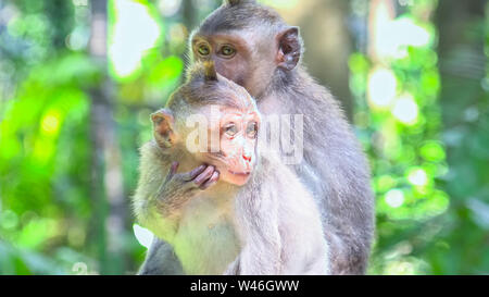 Cute monkey baby um zu beobachten. Krabbe - Essen oder Long-tailed Makaken (Macaca fascicularis). Lustige exotische Tiere in ihrem natürlichen Lebensraum. Bali, Indo Stockfoto