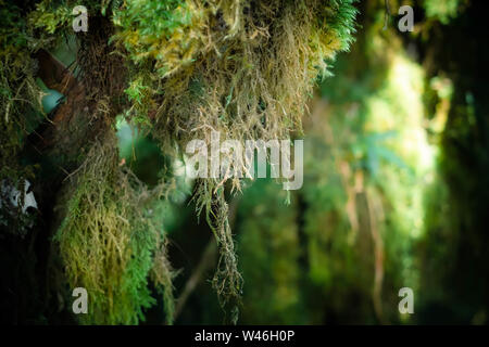 Geheimnisvolle Landschaft des nebligen Wald. Schrägen Baumstamm und Wurzeln mit dicken grünen Moos gegen hohe bewachsene Stämme der exotischen Pflanzen für den Hintergrund. Stockfoto