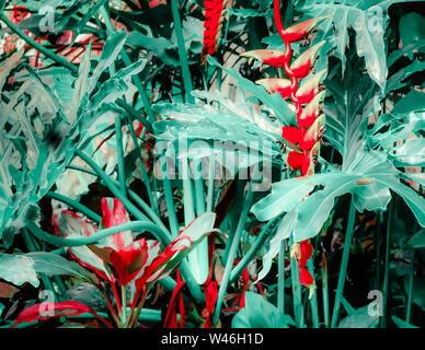 Erstaunlich, tropischen Pflanzen und heliconia Blumen in Fantasy Regenwald Stockfoto