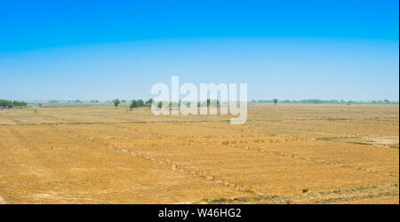 Blick auf weizenfeld nach der Ernte in rahim yar khan, Pakistan. goldene Ernte Feld nach dem Schneiden. Stockfoto