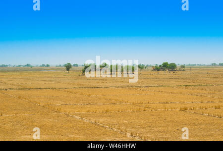 Blick auf weizenfeld nach der Ernte in rahim yar khan, Pakistan. goldene Ernte Feld nach dem Schneiden. Stockfoto