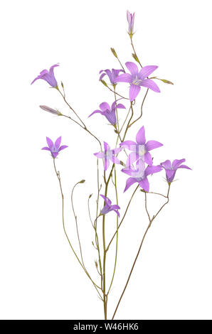 Campanula patula Blumen auf weißem Hintergrund Stockfoto