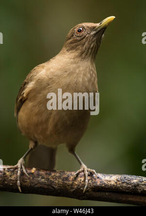 Lehm farbige Thrush Stockfoto