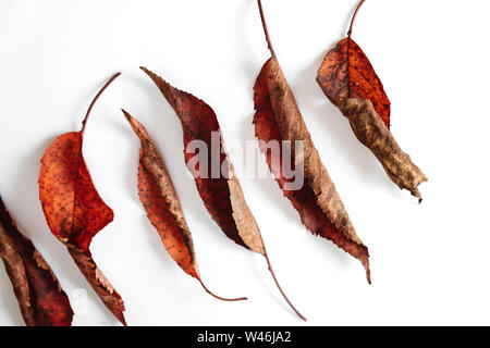 Herbst Komposition. Rot getrockneten Blätter auf weißem Hintergrund. Herbst- und Erntedankfest Konzept. Flach, Ansicht von oben, kopieren Raum Stockfoto
