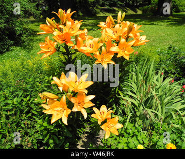 Lilium bulbiferum Tiger Lily Blumen in einem botanischen Garten in Polen Stockfoto