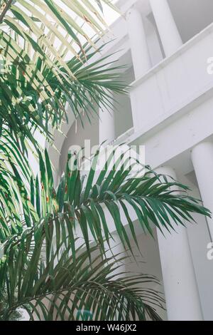 Vertikale Innenaufnahme einer großen Blattpflanze mit Weiß Architektur im Hintergrund Stockfoto