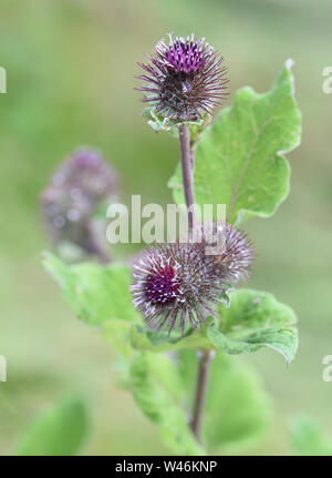 Blühende Kopf weniger Klette (Arctium minus) mit lila Blüten und angespannt Deckblätter für die Streuung der Samen entwickelt. Bedgebury Wald, Hawkh Stockfoto