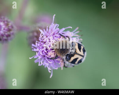 Trichius fasciatus, schwarze und gelbe Käfer auf Thistle Blume. Aka eurasischen Biene Käfer. Makro. Stockfoto