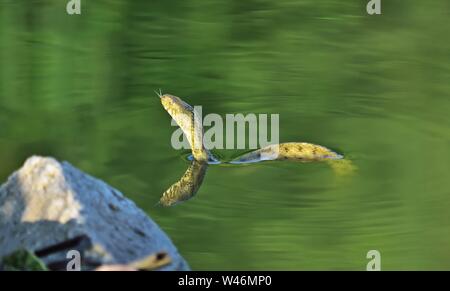 Würfelnatter - Natrix tessellata Stockfoto