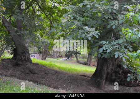 Wälder und Bäume Obstgärten in der Nuratau Berge, Usbekistan Stockfoto