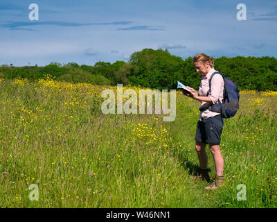 Ein Wanderer Kontrollen eine Karte an einem sonnigen Sommertag in einem Feld von Wildblumen in Pembrokeshire, Wales, Großbritannien Stockfoto