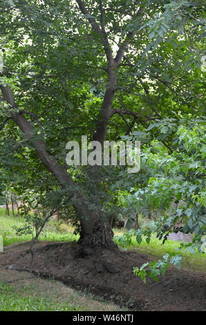 Wälder und Bäume Obstgärten in der Nuratau Berge, Usbekistan Stockfoto