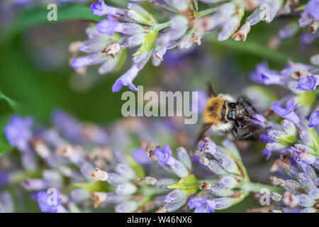 Nahaufnahme einer Biene auf einer Blume von Lavendel Stockfoto