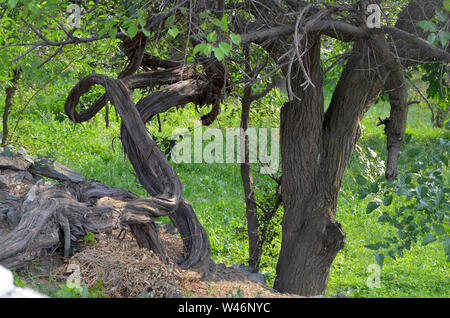 Wälder und Bäume Obstgärten in der Nuratau Berge, Usbekistan Stockfoto